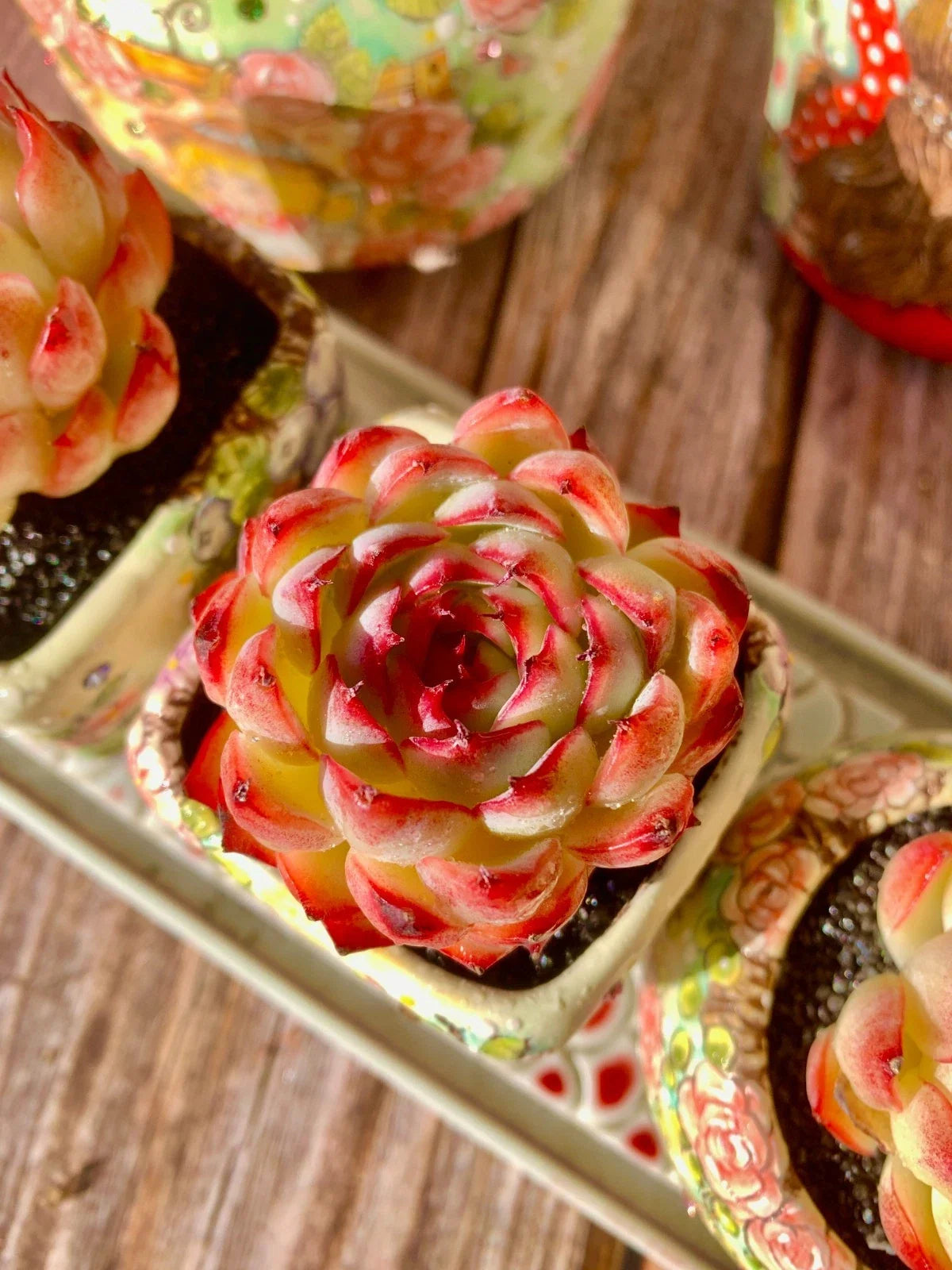 Soul Fairy Succulent – Bare Root Plant, Easy-Care Rosette