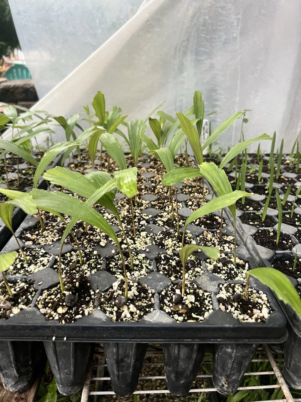 Arenga engleri (Dwarf Sugar Palm) Bare-Root Starter Seedlings – Set of 2