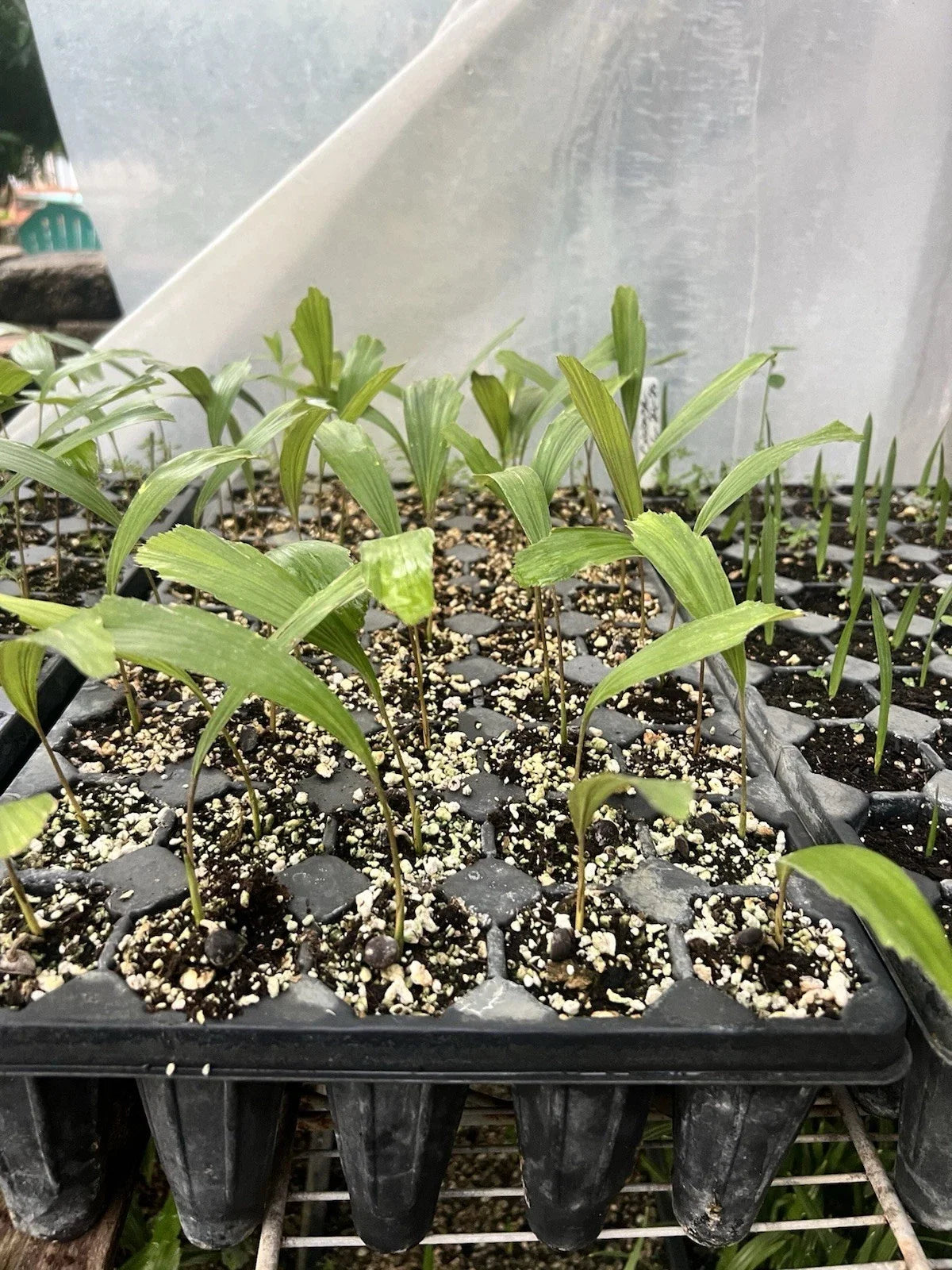 Arenga engleri (Dwarf Sugar Palm) Bare-Root Starter Seedlings – Set of 2