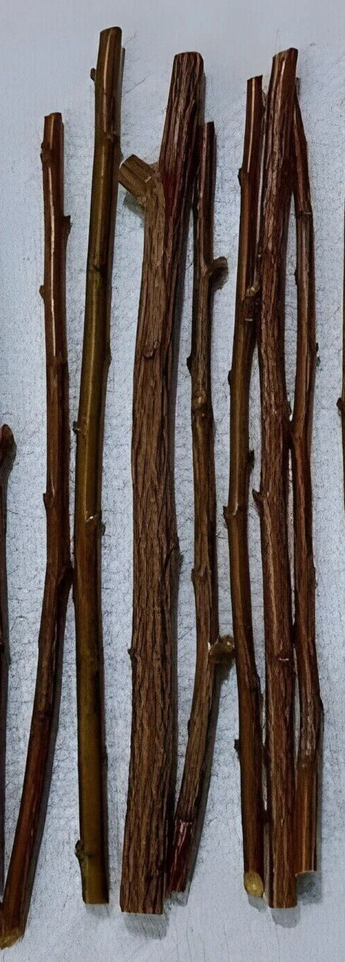 6 Organic Plum Tree Cuttings | Unrooted Prunus domestica or salicina for Grafting or Rooting