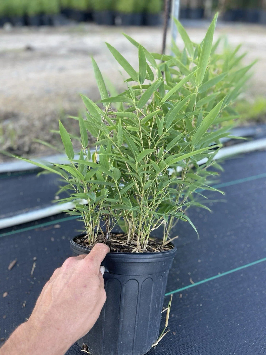 Black Bamboo Plant Phyllostachys nigra – Live Multi-Cane Starter, Cold Hardy, Non-Invasive
