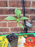 Eureka Persimmon Tree (Diospyros kaki) - 1 Live Plant, Up to 2ft, Cold Hardy Starter