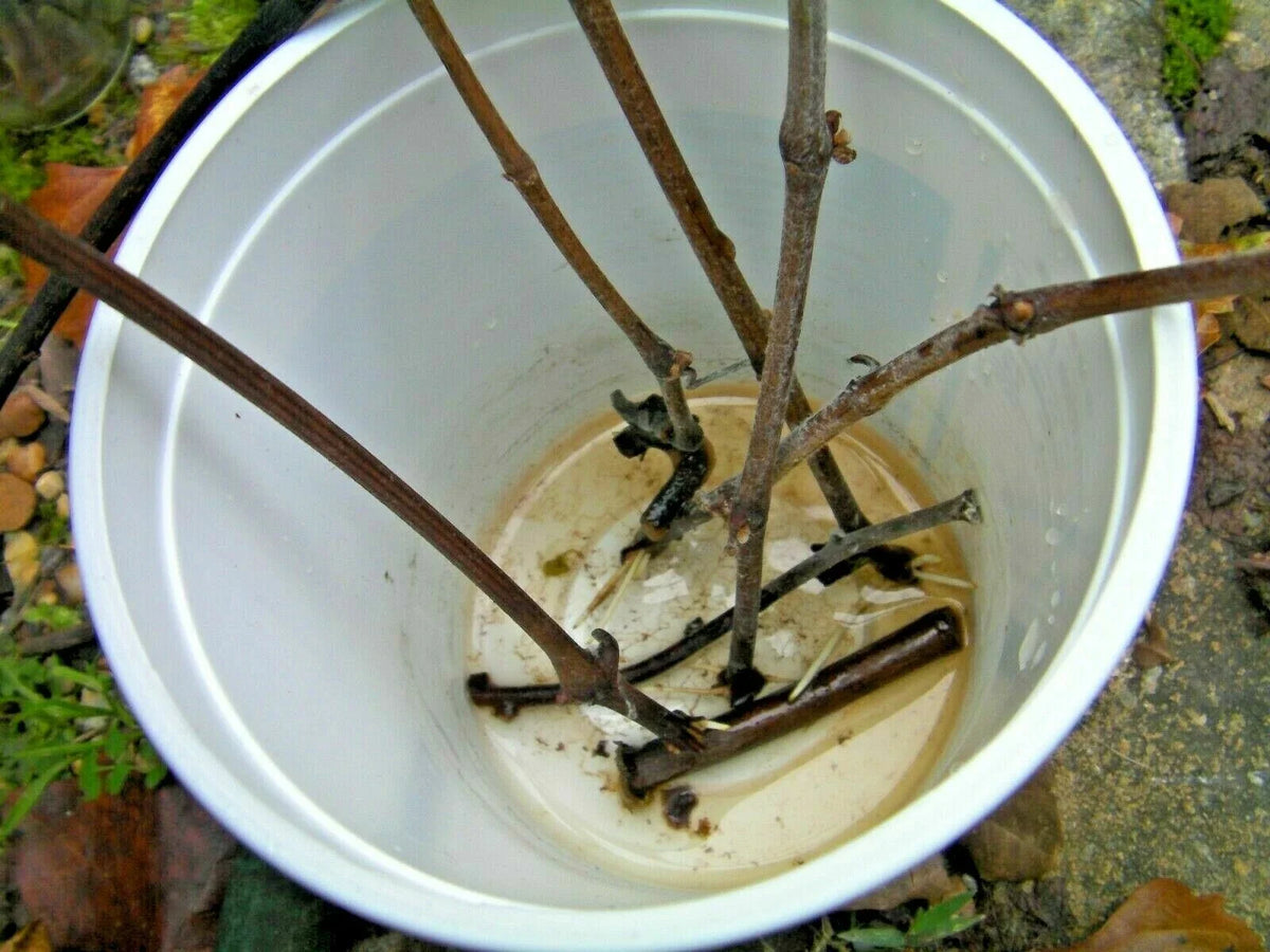 Azalea Cuttings Pink & White - 7 Unrooted Rhododendron Cuttings for Grafting or Rooting