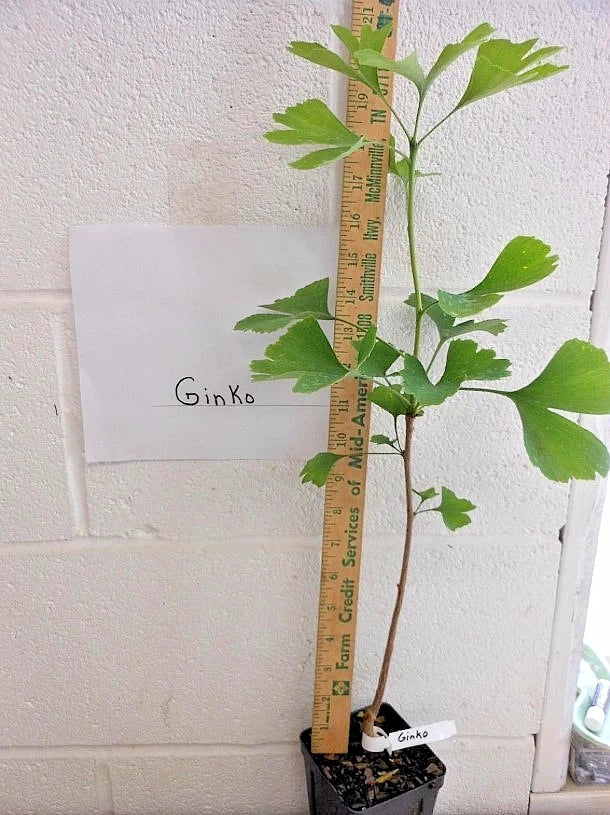 Ginkgo Biloba Live Tree - Bareroot 6–12" - Zones 3–9