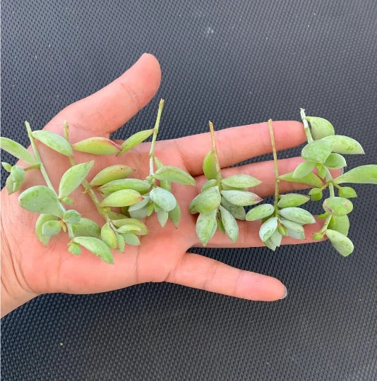 Cotyledon pendens Cuttings (3 Unrooted) - Rare Cliff Cotyledon Trailing Succulent for Hanging Pots