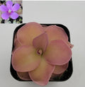 Butterworts Bare-root Pinguicula pirouette - Unique Carnivorous Plant for Home Gardening