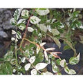 Rare Rambler Rose Cuttings - 'Curiosity' Variegata - Rosa Wichurana - 5 Premium Plant Cuttings for Gardening