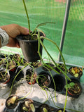 Sarcostemma Viminale Plant in 4-Inch Pot | Tropical Climbing Vine | Indoor/Outdoor Decor