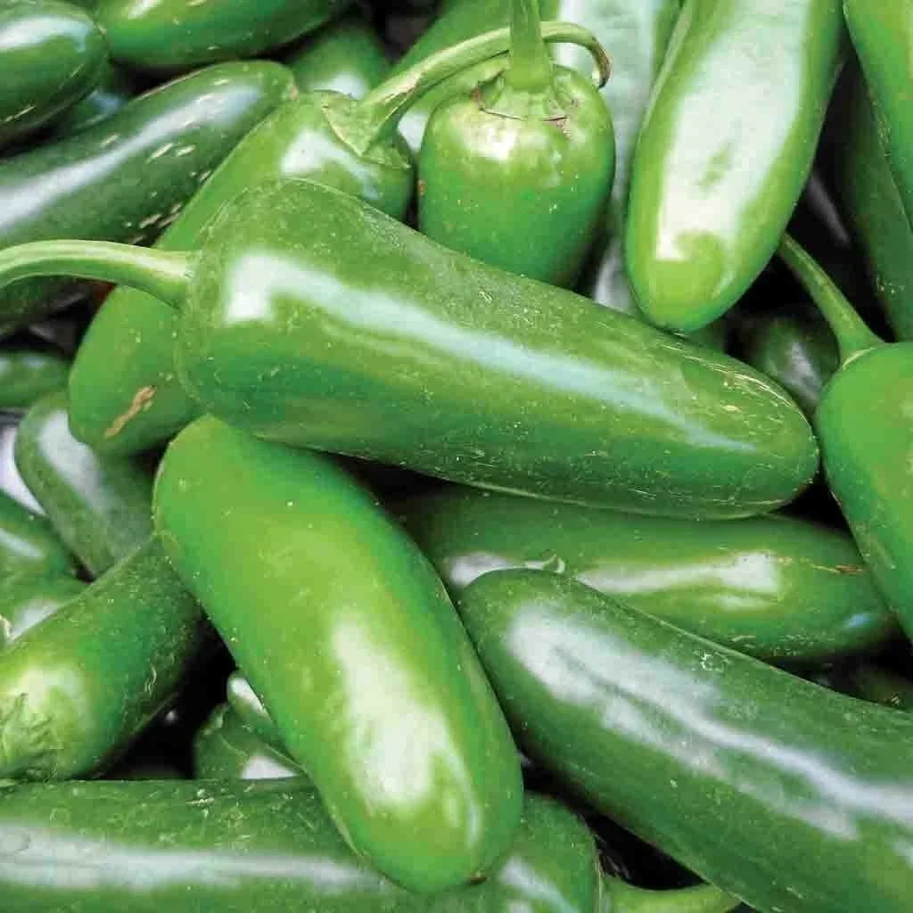 Jalapeno Pepper Seeds 50+ Non-GMO Spicy Vegetable Seeds Capsicum annuum - USA Free Shipping
