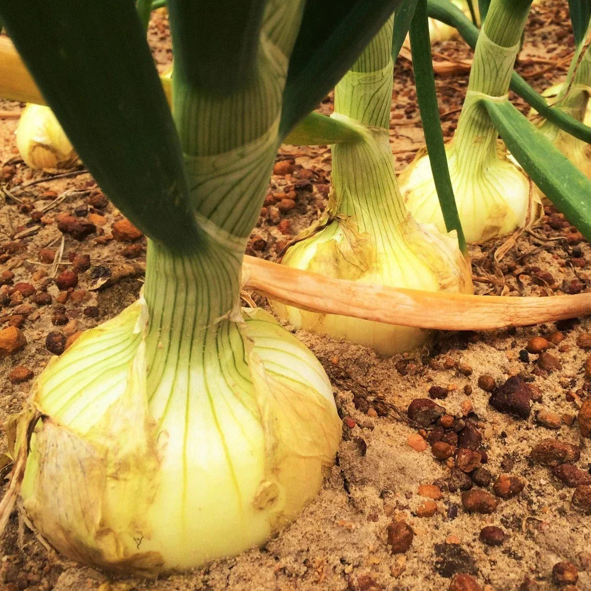 Vidalia Onion Seeds - Yellow Granex Variety - Noonday Sweet - Perfect for 2025 Planting - Allium cepa