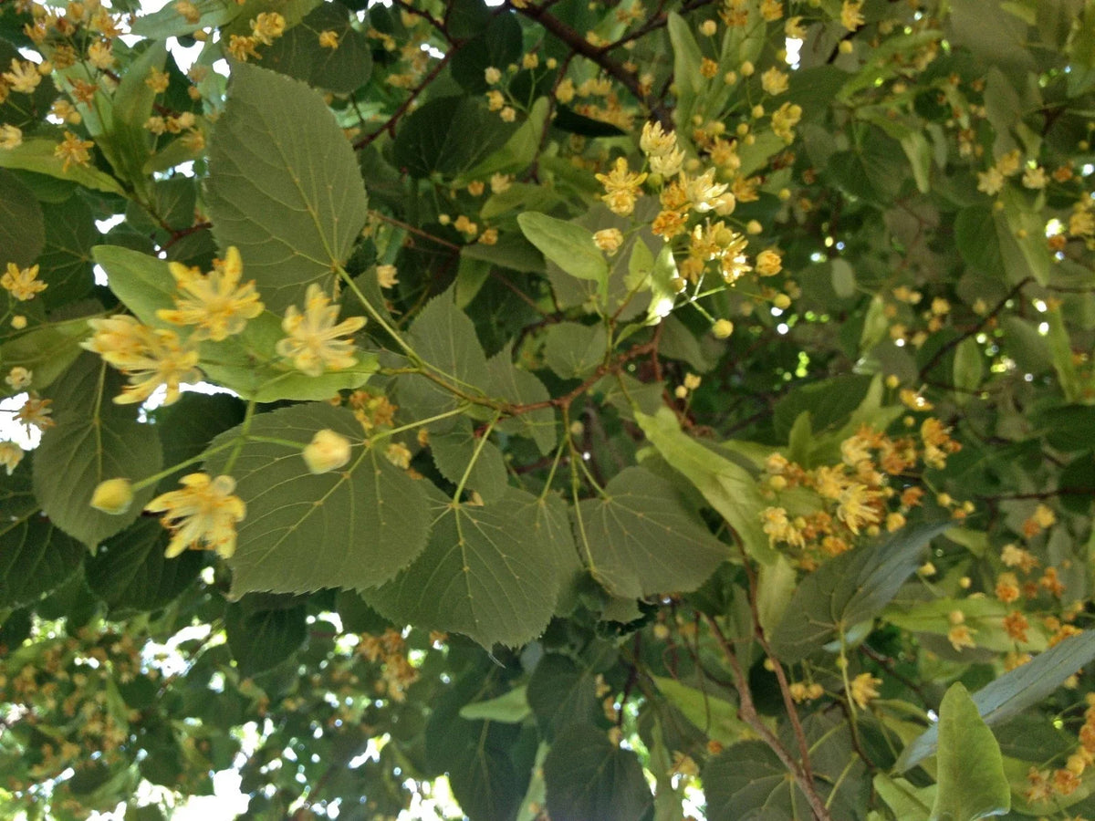American Linden Seeds, 8 Count, Basswood Tree (Tilia americana) - Ideal for Planting and Landscaping