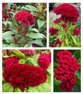50 Cockscomb Flower Seeds - Red Plumed Variety (Celosia cristata) - Silver Cock’s Comb Herb Seeds for Garden Planting