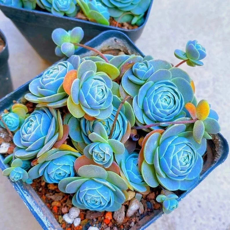 Witchford Lithops Seeds - Blue Succulents, 100pcs Pack, Cactus Seeds, Drought-Tolerant Plants, Perfect for Succulent Lovers