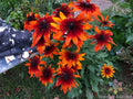 Gypsy Chycks Rudbeckia Seeds - 200+ Seeds for Garden Planting - Black-eyed Susan (Rudbeckia hirta) - USA
