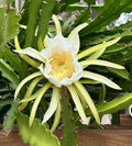 Dragon Fruit Cuttings 8-10 Inch Long, Fresh Pitaya Cuttings for Planting, Hylocereus spp.