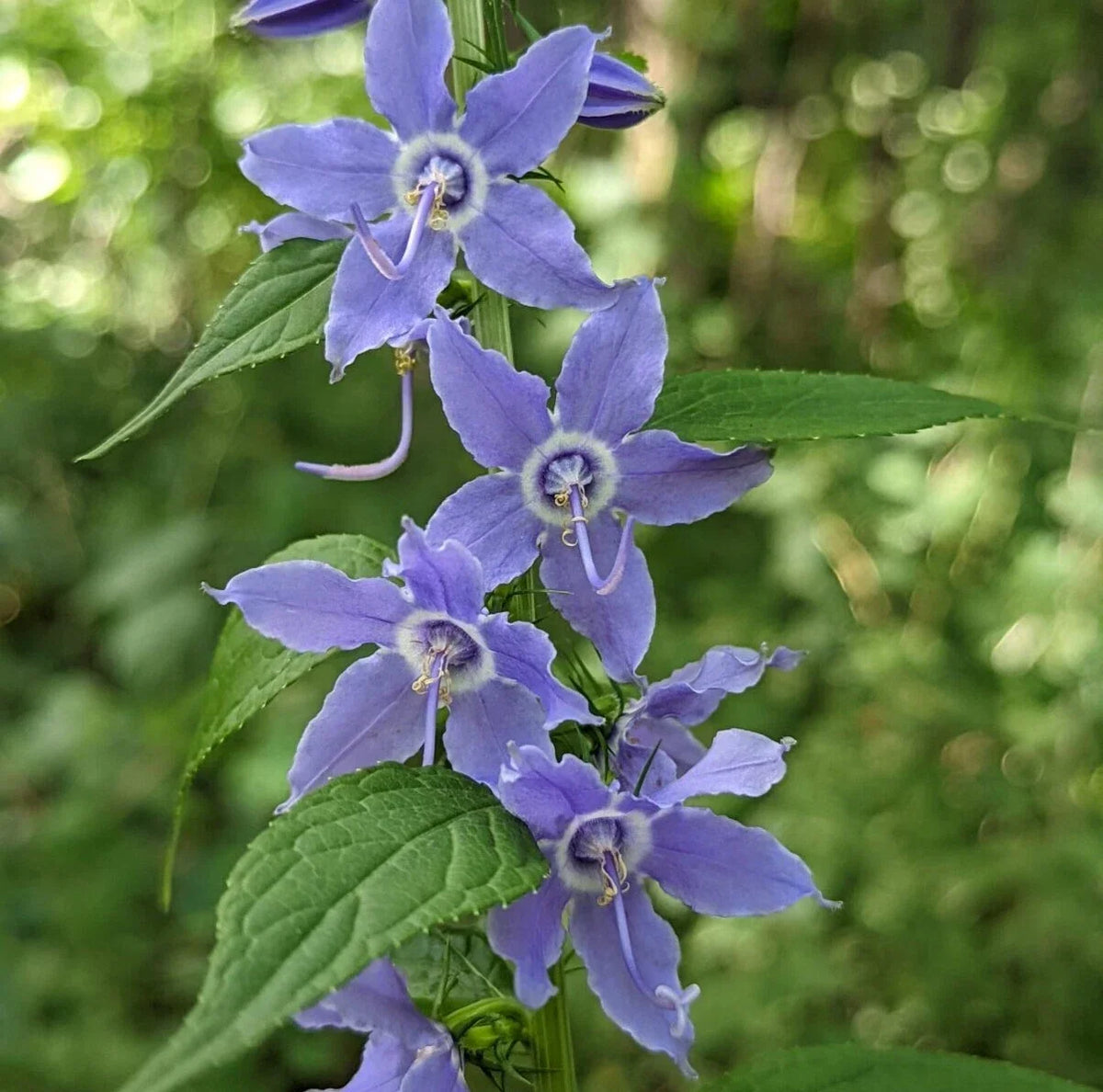 Tall Bellflower Seeds - 500+ Count - Campanula americana - Native American Wildflower - USA Grown