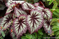 Fireworks Rex Begonia Seeds - 25+ Pack - Vibrant Foliage - Begonia rex