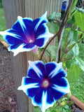 Japanese Morning Glory Seeds Mix - 10 Seeds - Ipomoea purpurea - Vibrant Colors for Gardens and Containers