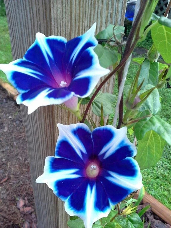 Japanese Morning Glory Seeds Mix - 10 Seeds - Ipomoea purpurea - Vibrant Colors for Gardens and Containers