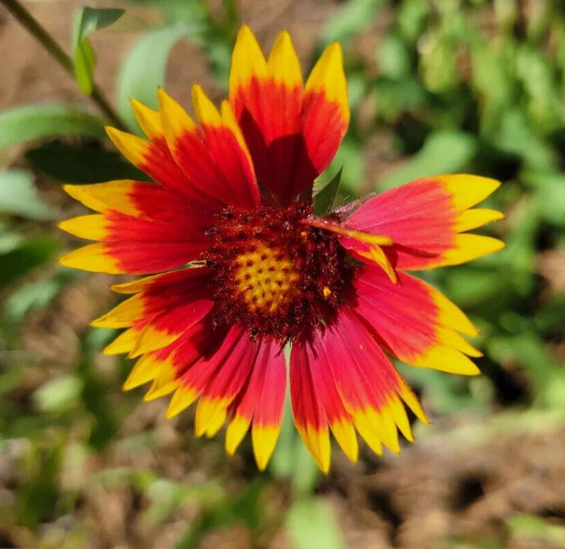Indian Blanket Seeds | 25 Count | Gaillardia Pulchella | Firewheel | Blanket Flower