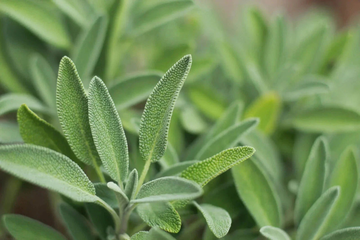 Italian Sage Plant - Salvia Officinalis - NON-GMO - Multiple Sizes Available - Fresh Culinary Herb
