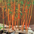 Red Fountain Bamboo Seeds - 50 Climbing Garden Seeds for Privacy & Shade - Perfect for Landscaping (Phyllostachys aurea)