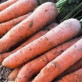 Scarlet Nantes Carrot Seeds - Heirloom Variety, 500+ Seeds, Tasty for Snacks - Daucus carota