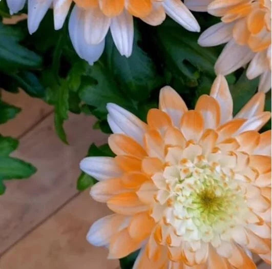 Citrus Spice Mum Seeds - 200+ Chrysanthemum Flower Seeds, Colorful Annual Bloom, Perfect for Garden Planting