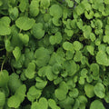 True Watercress Seeds - 1,000 Heirloom Non-GMO Seeds - Nasturtium officinale - Fresh Culinary Herb Gardening