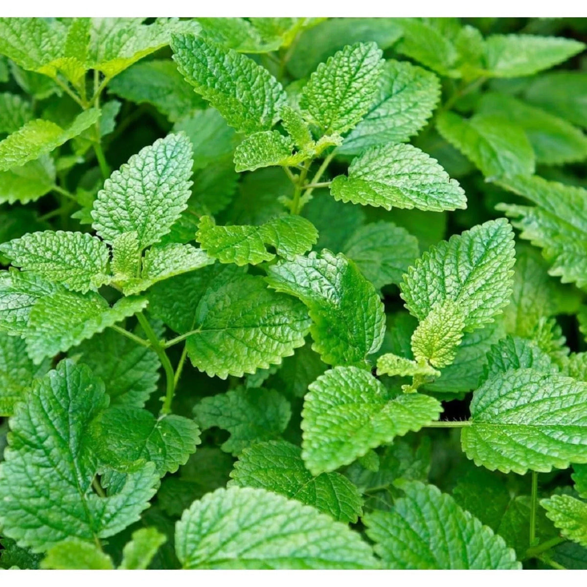 1000pcs Mint Seeds - Non-GMO Heirloom Herb Seeds for Planting - Perfect for Herbal Tea Gardens - Mentha