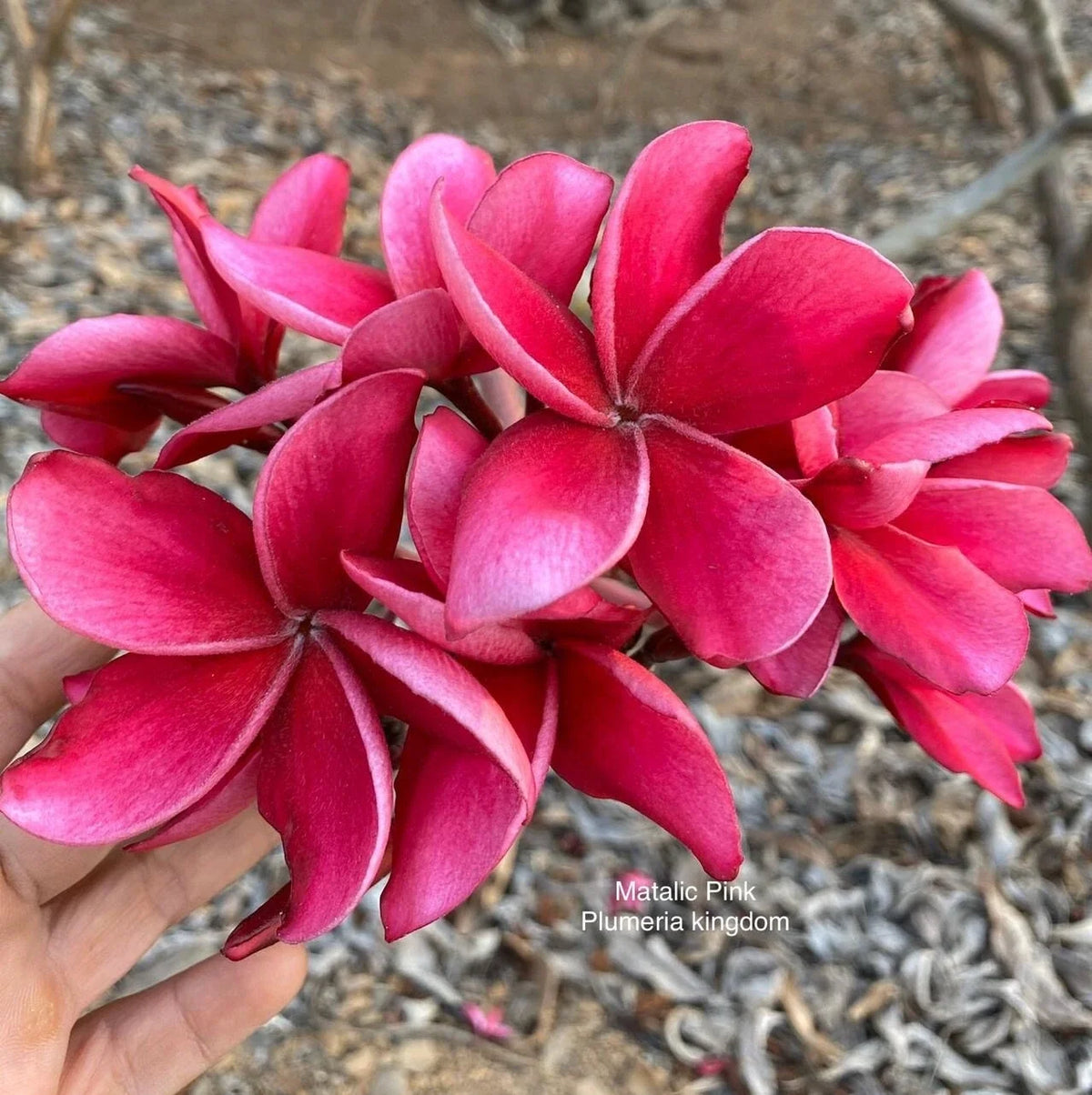 5 Bright Pink Plumeria Seeds - Hawaiian Flower Lei Perennial Bloom (Plumeria spp.)