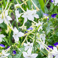 Jasmine Tobacco Seeds, 500+ Non-GMO, Fragrant Night Blooms, Nicotiana alata
