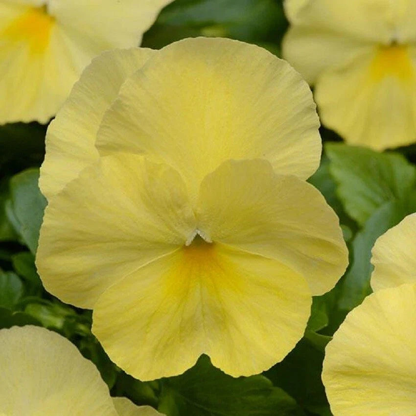 15 Pansy Seeds Cool Wave Lemon Trailing Pansy - Viola x wittrockiana