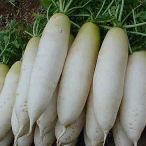200+ White Icicle Radish Seeds - Non-GMO Garden Vegetable Seeds - Raphanus sativus - USA
