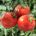 Heirloom Tomato Seeds 120+ Count - Non-GMO Organic Drought Resistant - Solanum lycopersicum