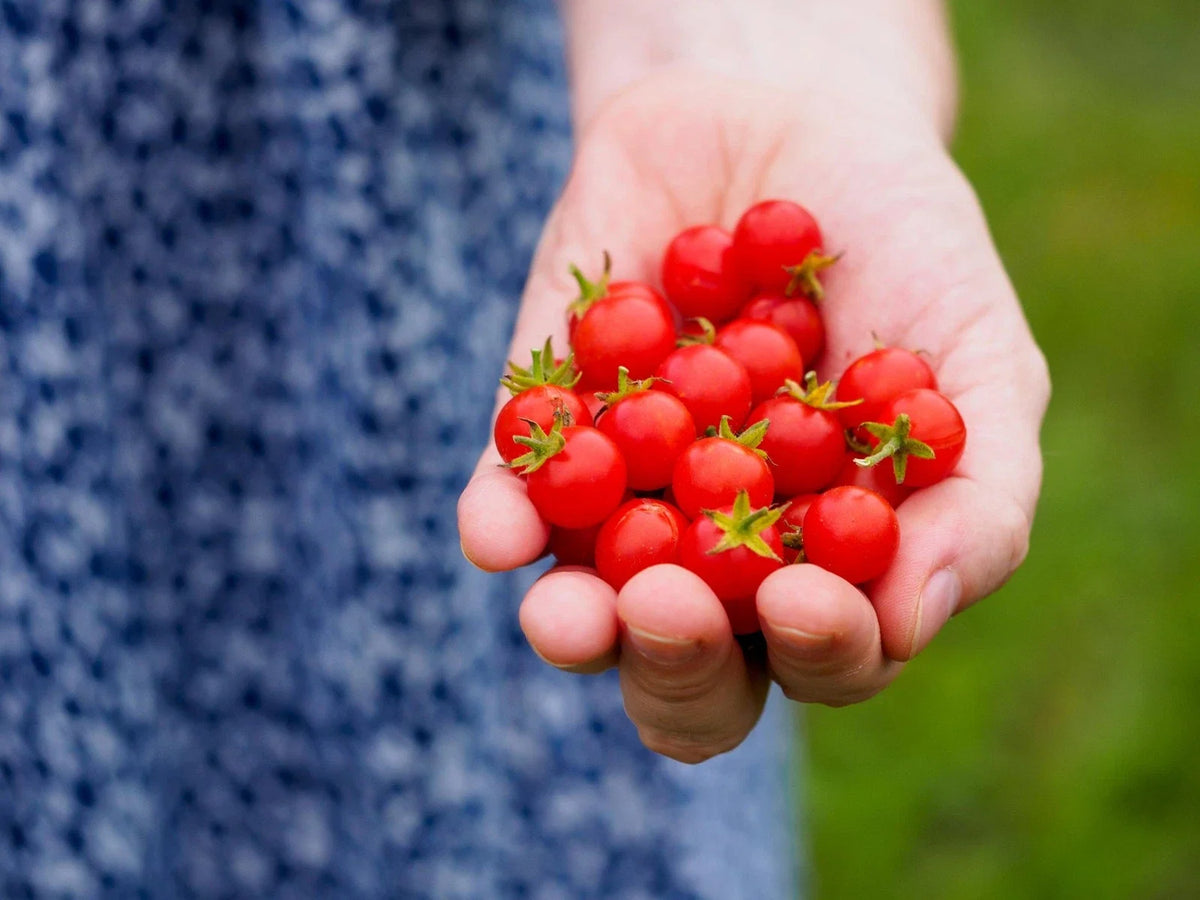 Micro Currant Tomato Seeds - Non-GMO Small Tomato Seeds - Perfect for Home Gardening - Solanum pimpinellifolium