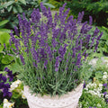 Vera Lavender Seeds 500+ | Perennial Flower Seeds | Lavandula angustifolia | USA Free Shipping