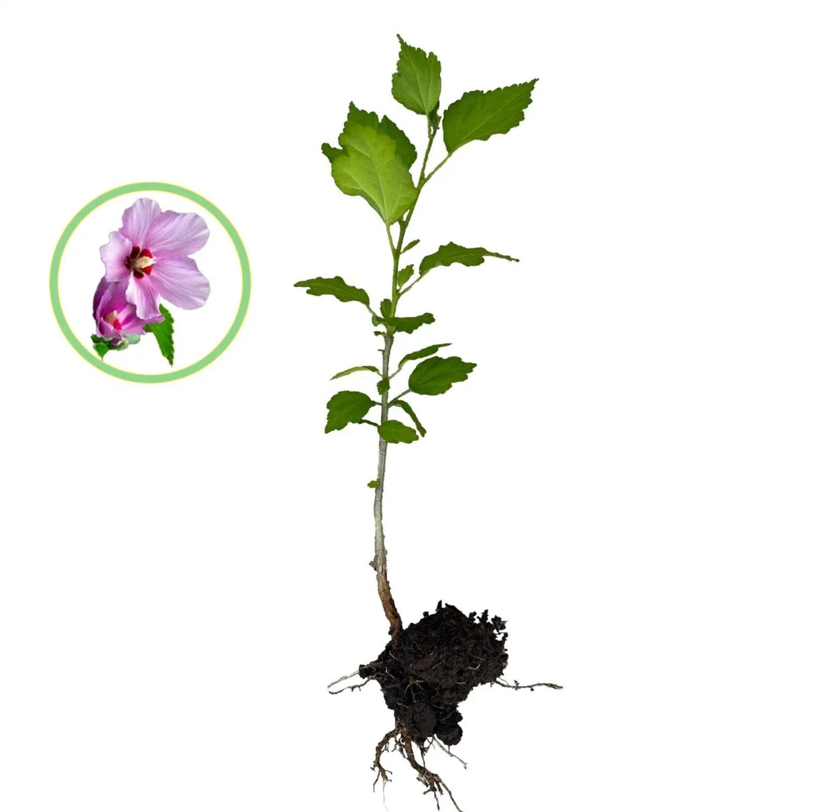 4 Rose of Sharon Hibiscus Live Plant Starter Bush 1FT Organic w/Roots - Hibiscus syriacus