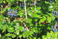 Tall Oregon Grape Seeds, 20 Seeds, Mahonia aquifolium, Native Evergreen Shrub with Edible Berries