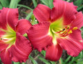 Daylily Live Bare Root Plant Fan - Awarded Ruby Red Stella - Hemerocallis