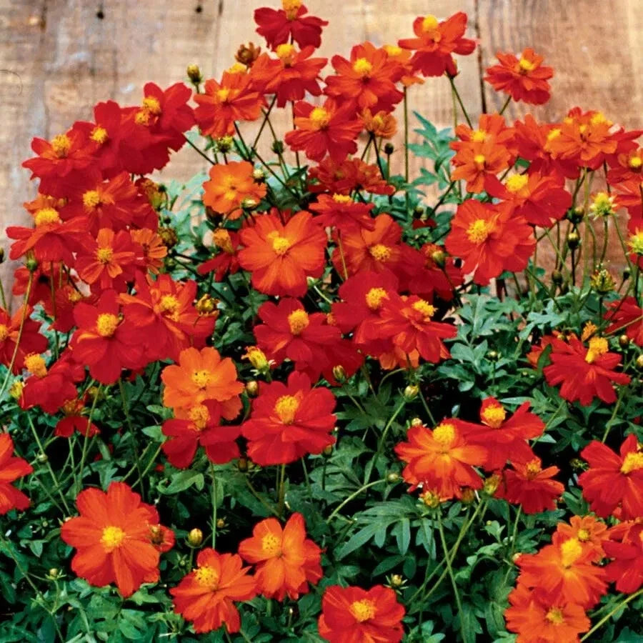 Cosmic Red Cosmos Seeds - 200+ Premium Seeds for Garden Planting - Cosmos bipinnatus - USA Grown, Free Shipping