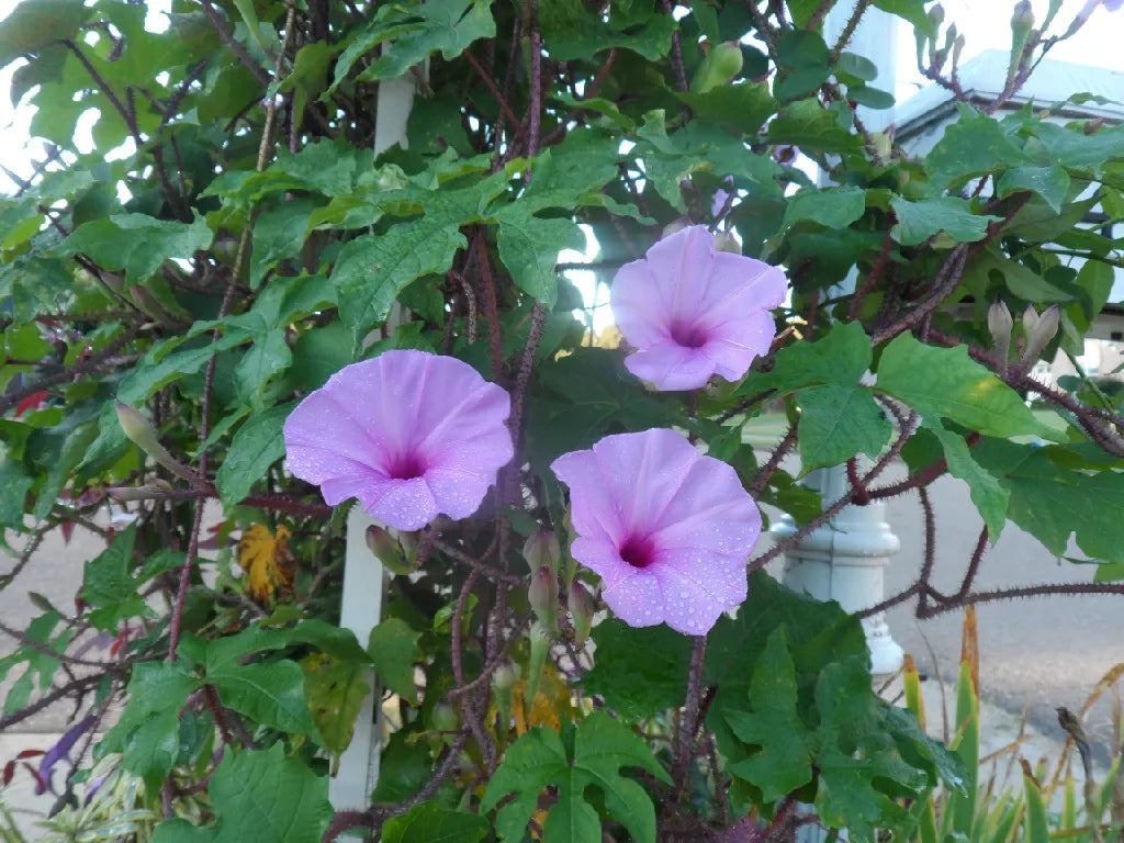 25 Seeds Brazilian Morning Glory, Hummingbird & Butterfly Attracting, Ipomoea setosa, Colorful Vines for Gardens