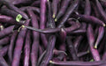 Royal Burgundy Bean Seeds 50 Ct - Purple Heirloom Vegetable - Phaseolus vulgaris - USA, Free Shipping