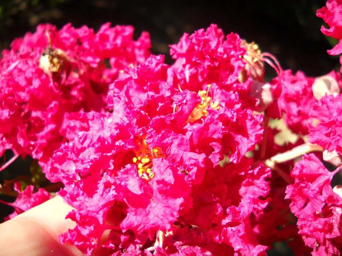 10+2 Cuttings Beautiful Red Pink Raspberry Crepe Myrtle Crape Tree Lagerstroemia Indica