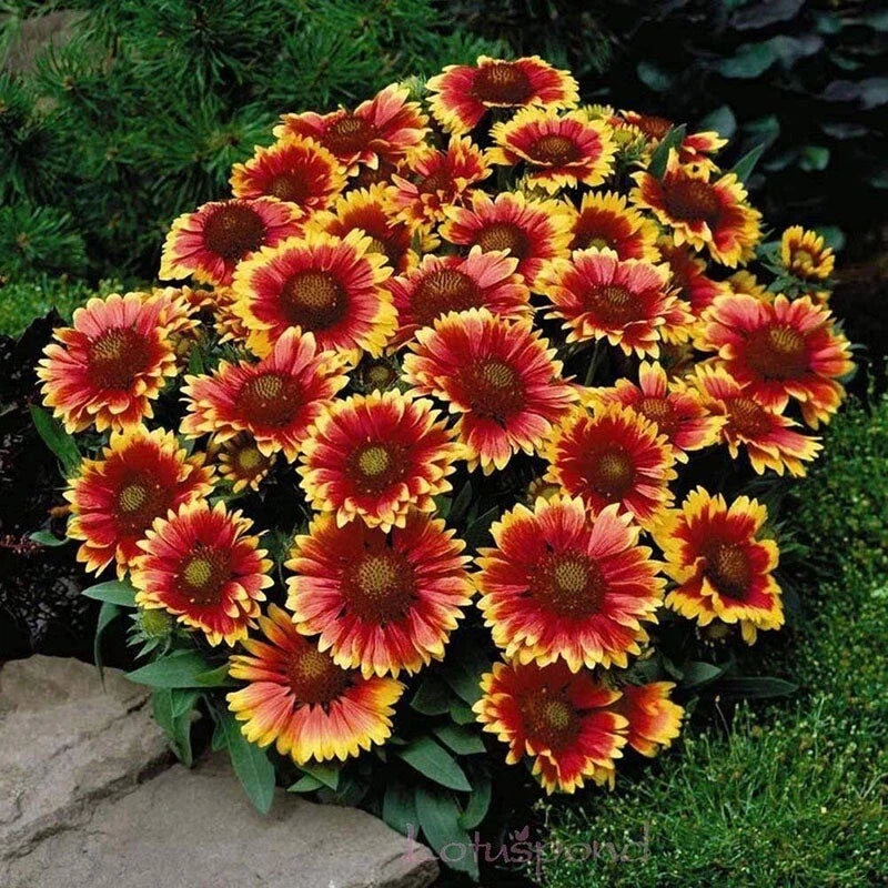 Blanket Flower Seeds - 150+ Heirloom Non-GMO Seeds - Gaillardia Pulchella - Colorful Perennial Wildflower