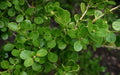 Chinese Boxwood Seeds - 20 Seeds - Buxus microphylla var. sinica - Ideal for Hedges and Topiary