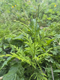 Western Red Cedar Seedlings 4-8" Bare Root Trees Thuja Plicata PNW Grown