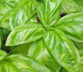Basil Seeds 25 Count - Italian Large Leaf Heirloom Non-GMO Herb - Ocimum basilicum