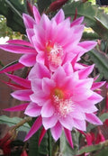 Epiphyllum Orchid Cactus Cutting - GRACE ANN Variety - Don's Cuttings SEPT/3 - Tropical Houseplant