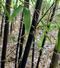 Black Bamboo Rhizomes - Cold-Hardy Evergreen - Fast-Growing Privacy Screen - Phyllostachys nigra